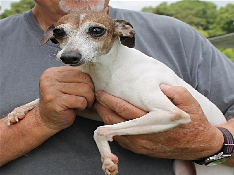 puppy image